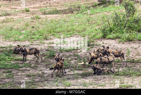 Nove membri di un pacco di African cani selvatici, Lycaon pictus, nel Parco di Kruger NP, Sud Africa Foto Stock