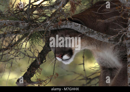 Cougar foto scattata a Willey Folk, Spring City Canyon dello Utah. Foto Stock