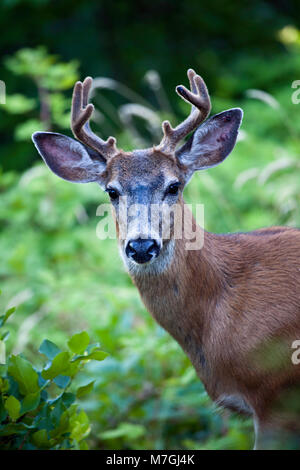 Il mulo cervo o nero-tailed deer è il più grande del genere Odocoileus, in piedi intorno a 40Ð42 pollici in corrispondenza delle spalle e la pesatura da 150Ð300 pou Foto Stock