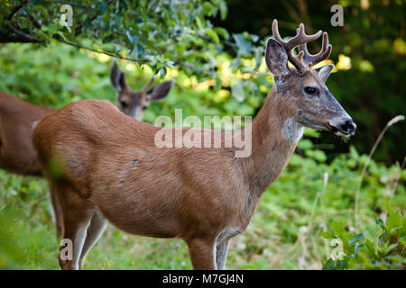 Il mulo cervo o nero-tailed deer è il più grande del genere Odocoileus, in piedi intorno a 40Ð42 pollici in corrispondenza delle spalle e la pesatura da 150Ð300 pou Foto Stock