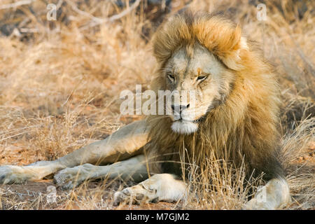 Un maschio di leone (Panthera leo), godendo gli ultimi raggi di sole in Motswari private Game Reserve, Sud Africa. Foto Stock