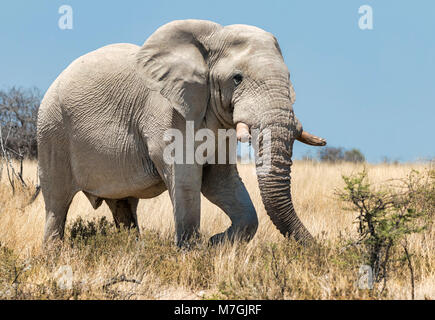 Elefante Etosha Foto Stock