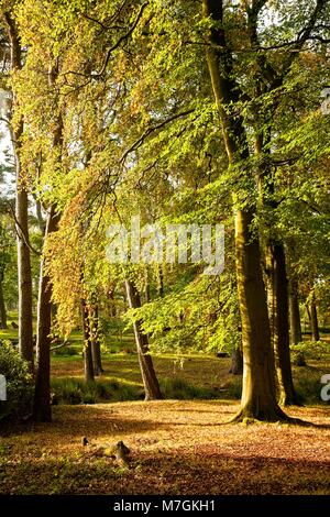 ALBERI ALLA LUCE DEL SOLE CON UN ACCENNO DI COLORI AUTUNNALI PICCO DISTRETTO NAZIONALE PARK INGHILTERRA Foto Stock