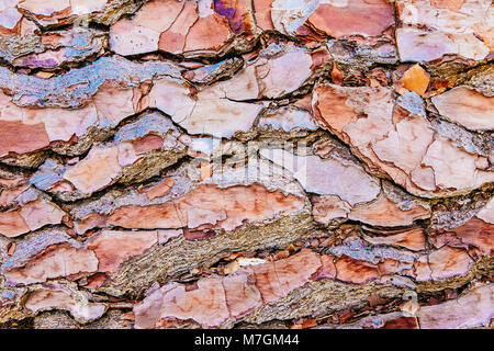 Corteccia di albero di consistenza e di colore vicino fino a Trent Park Hertfordshire, Regno Unito Foto Stock