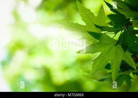 green leaves with sun rays, very shallow focus Foto Stock