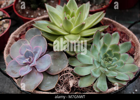 Tre piante succulente in un vaso di fiori preferiti, piante ornamentali con interessanti foglie spesse Foto Stock