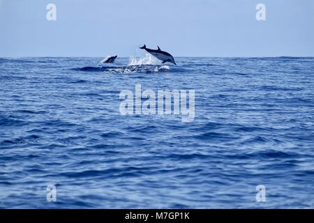 Striping giocosi delfini presso Pico Island Foto Stock