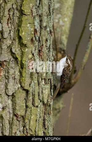 Rampichino alpestre (Certhia familiaris) strisciando sul tronco di albero Foto Stock