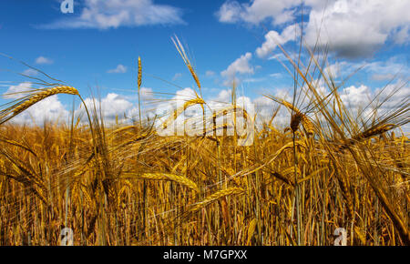 Campo di segale contro un cielo blu con nuvole su un estate giornata di sole Foto Stock