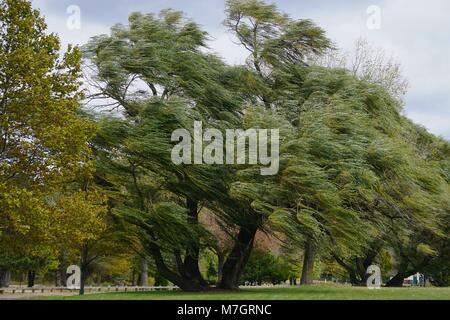Croton Point Park, Westchester, New York, Stati Uniti d'America: Salici (Salix alba) -- anche chiamato sallows e giunchi -- insufflazione di un vento ad alta. Foto Stock