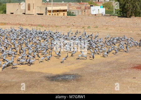 Un grande gregge di Demoiselle gru (grus virgo) alimentazione presso il sito tradizionale di Khichan, Rajasthan, India Foto Stock