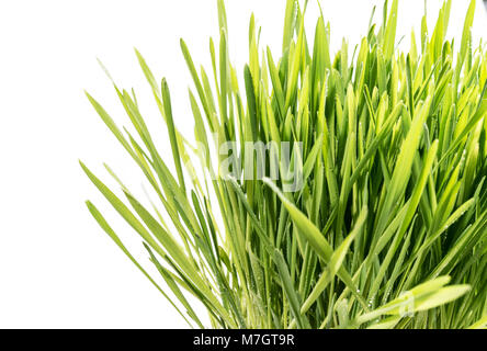 Fresco di erba di frumento su bianco cresce erba isolato Foto Stock