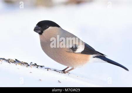 Eurasian (comune) bullfinch (Pyrrhula pyrrhula) raccoglie i semi di girasole (seduto nella neve, molto vicino). Foto Stock