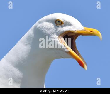 Gabbiano aringa europea (Larus argentatus) chiamata con bocca aperta, primo piano. Isole Scilly, Regno Unito Foto Stock