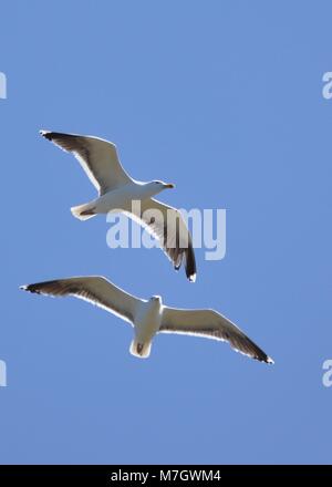 Coppia di Gull aringa europea (Larus argentatus) che volano contro un cielo blu. Isole Scilly, Regno Unito Foto Stock