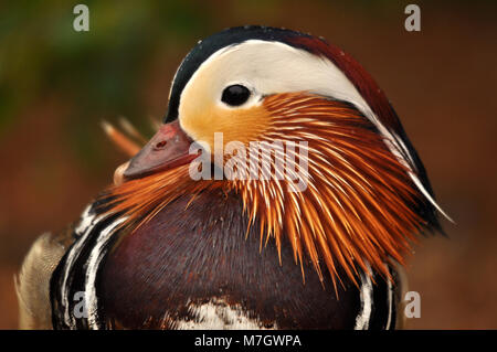 Mandarin Duck (Aix galericulata) primo piano del colpo di testa laterale. Preso in Kent, Regno Unito. Foto Stock