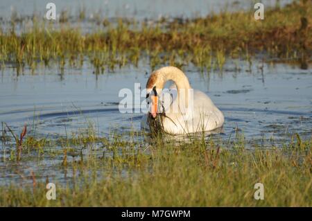 Mute Swan (Cygnus olor) nuotare e galleggiare in acqua e paludi faccia su. Presa alla riserva naturale di Elmely, Kent. Foto Stock