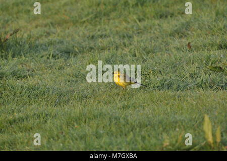 La Waggail gialla (Motacilla flava) sedette sull'erba, di lato in vista. Catturato nella Riserva Naturale di Elmley, Kent Foto Stock