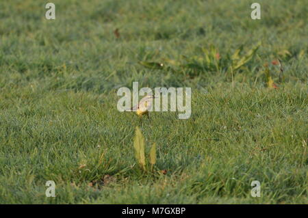 La Waggail gialla (Motacilla flava) sedette sull'erba, di lato in vista. Catturato nella Riserva Naturale di Elmley, Kent Foto Stock