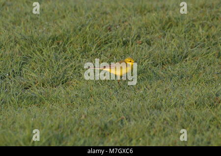 La Waggail gialla (Motacilla flava) sedette sull'erba, di lato in vista. Catturato nella Riserva Naturale di Elmley, Kent Foto Stock