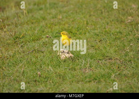 La Waggail gialla (Motacilla flava) si sedette su una piccola roccia, di lato in vista. Catturato nella Riserva Naturale di Elmley, Kent Foto Stock