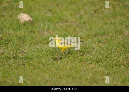 La Waggail gialla (Motacilla flava) sedette sull'erba, di lato in vista. Catturato nella Riserva Naturale di Elmley, Kent Foto Stock