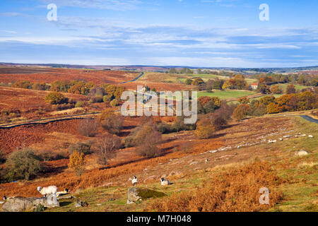 Goathland Moor North York Moors North Yorkshire Foto Stock