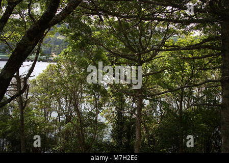 Caldeira das Sete Cidades, Isola di Sao Miguel, Azzorre, Portogallo Foto Stock