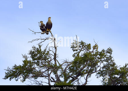 Crestato meridionale Caracara appollaiato in un albero all'interno del Parco Nazionale di Torres del Paine Cile Foto Stock