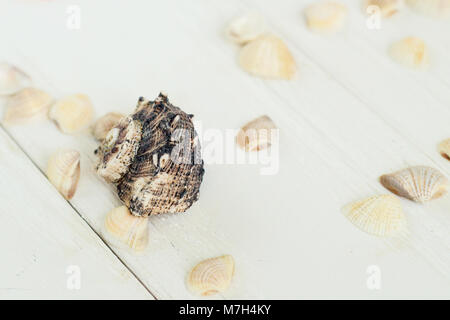 Immagine sfocata di conchiglie marine su sfondo di legno.sfondo di viaggio Foto Stock