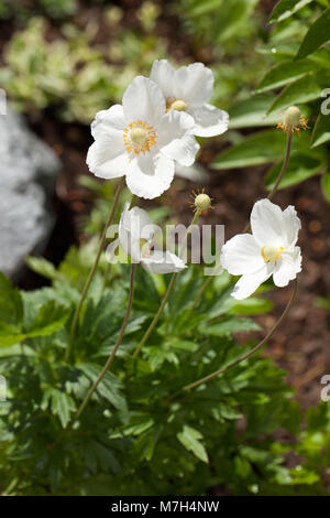 Snowdrop Anemone, Tovsippa (Anemone sylvestris) Foto Stock