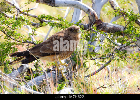 Chimango Caracara nel Parco Nazionale Torres del Paine, Patagonia, Cile Foto Stock