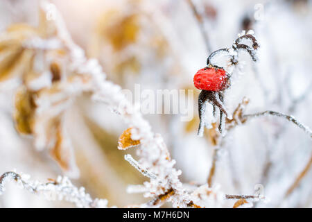 Congelati fiori e foglie di rose selvatiche coperte con una crosta di ghiaccio. Le piante della famiglia di rosa, dell'ordine Rosales. La flora e la fauna della neve dura Foto Stock