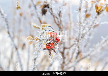 Congelati fiori e foglie di rose selvatiche coperte con una crosta di ghiaccio. Le piante della famiglia di rosa, dell'ordine Rosales. La flora e la fauna della neve dura Foto Stock