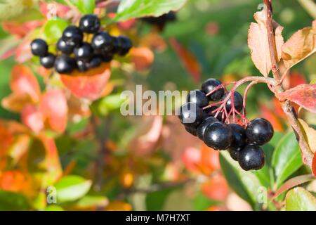 Messa a fuoco selettiva su mature bacche di Aronia su una boccola in Autunno colori Foto Stock