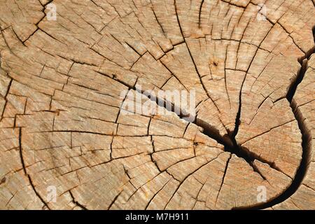 Chiuso di vecchi weathered tronco di albero sfondo texture Foto Stock