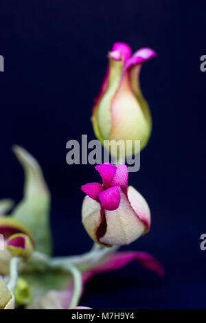 Bouquet di rose di colore giallo con fiori di colore rosso con boccioli isolata su uno sfondo nero Foto Stock