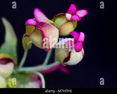 Bouquet di rose di colore giallo con fiori di colore rosso con boccioli isolata su uno sfondo nero Foto Stock