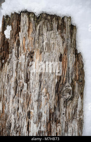 La neve su un marcio palo di legno in inverno Foto Stock