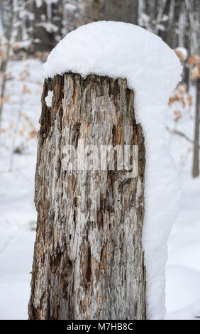 La neve su un marcio palo di legno in inverno Foto Stock