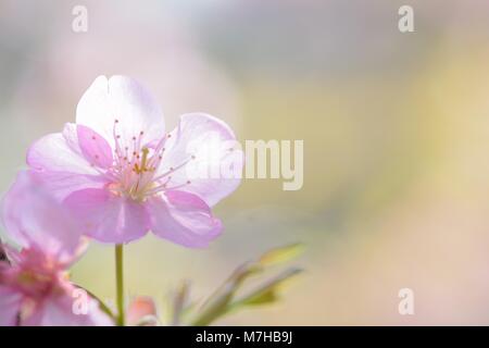 Tessitura Macro giapponese di rosa Fiori di Ciliegio nella luce del sole Foto Stock