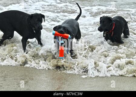 Tre cani neri giocando in spiaggia Foto Stock