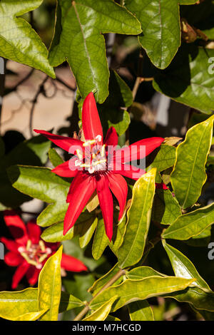 Scarlet rosso fuoco chiamato passiflora Passiflora miniata fiorisce su un vitigno del sud della Florida Foto Stock