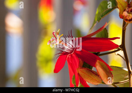 Scarlet rosso fuoco chiamato passiflora Passiflora miniata fiorisce su un vitigno del sud della Florida Foto Stock