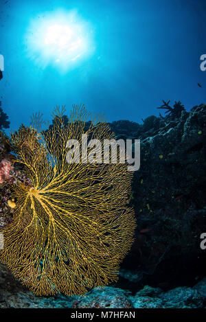 Un mare d'oro ventola sotto il sole, Kadavu Island, Fiji. Foto Stock