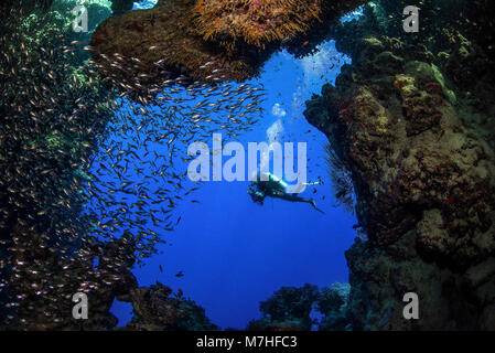 Un subacqueo nuota passato una grotta piena di pesci di vetro nel Mare Rosso. Foto Stock
