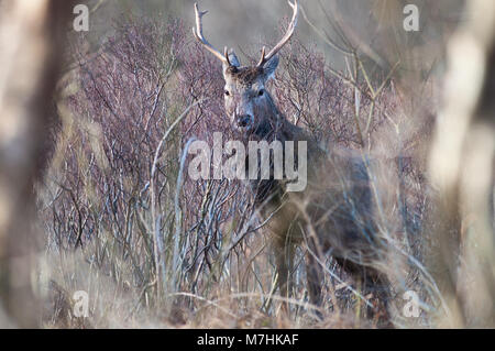 Maschio rosso cervo fotografato nel "Great Glen' di Glencoe il pomeriggio del 9 marzo del 2018 Foto Stock