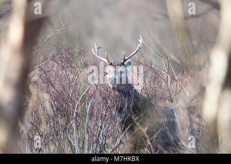 Maschio rosso cervo fotografato nel "Great Glen' di Glencoe il pomeriggio del 9 marzo del 2018 Foto Stock