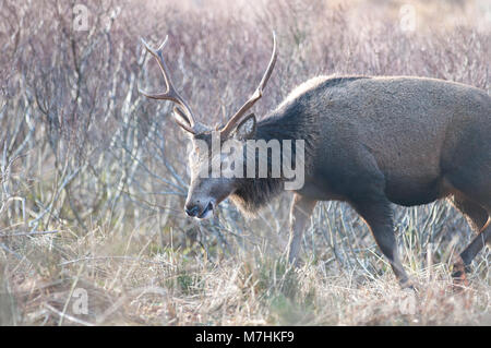 Maschio rosso cervo fotografato nel "Great Glen' di Glencoe il pomeriggio del 9 marzo del 2018 Foto Stock