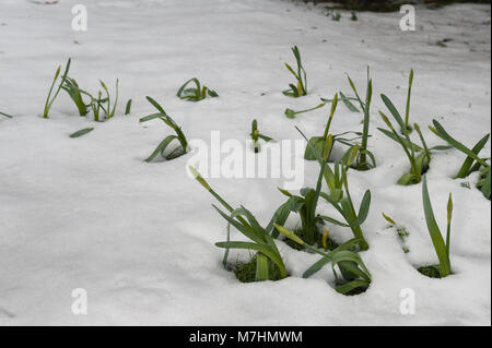 Nascosta al di sotto di oltre 40cm di neve per una settimana di neve di fusione è di rivelare la molla narcisi che devono ancora recuperare essendo stata piegata dal peso di nevicata Foto Stock